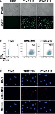 iTIME.219: An Immortalized KSHV Infected Endothelial Cell Line Inducible by a KSHV-Specific Stimulus to Transition From Latency to Lytic Replication and Infectious Virus Release